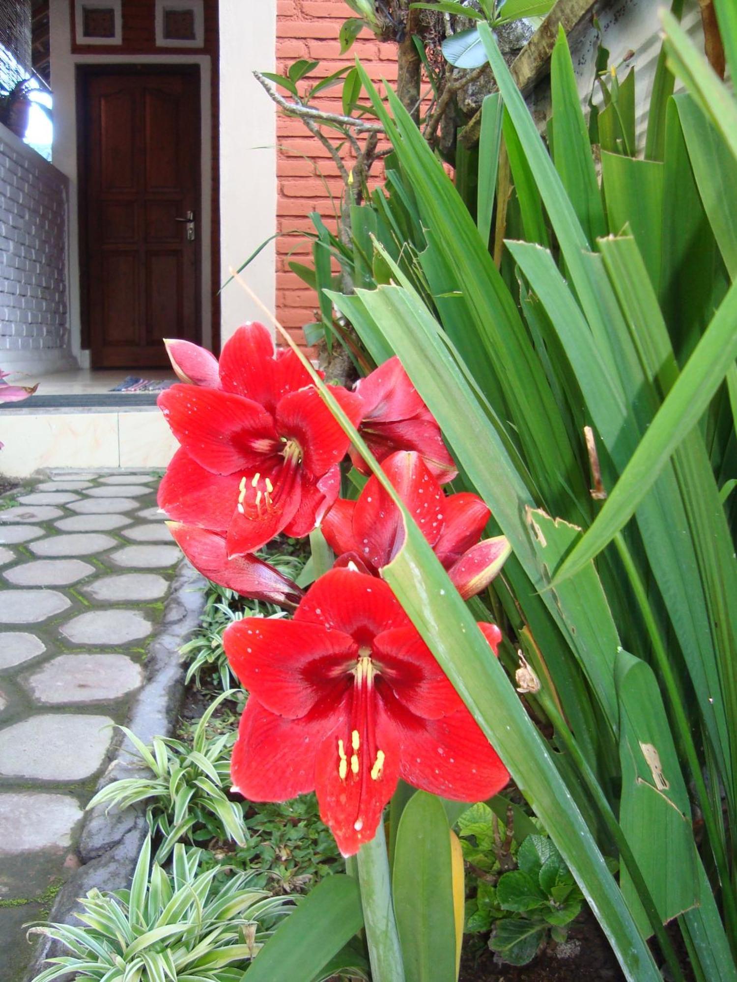 Taman Ayu Homestay Munduk Mitra Reddoorz ภายนอก รูปภาพ